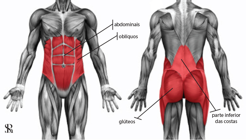 Veja quais são os músculos do core