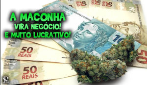 A maconha vira negócio! E muito lucrativo!